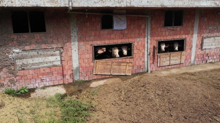 İnekleri için 4 katlı bir apartman inşa etti.