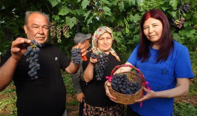 Türfanda ‘Black Pearl’ Hasat Başlangıç: Ağırlık 250 TL … – Son Dakika Yaşam Haberleri