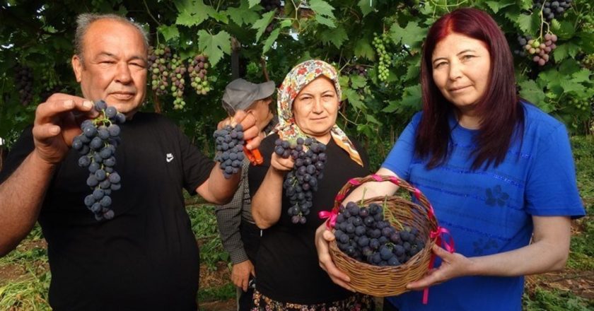 Türfanda ‘Black Pearl’ Hasat Başlangıç: Ağırlık 250 TL … – Son Dakika Yaşam Haberleri