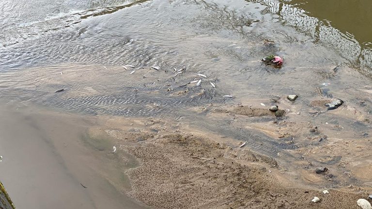 Rize’de derede çok sayıda ölü balık görüldü