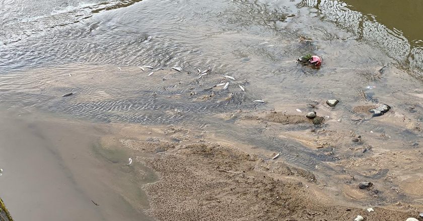 Rize’de derede çok sayıda ölü balık görüldü