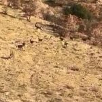 Elazığ’da nesli tehlikede olan tür görüntülendi