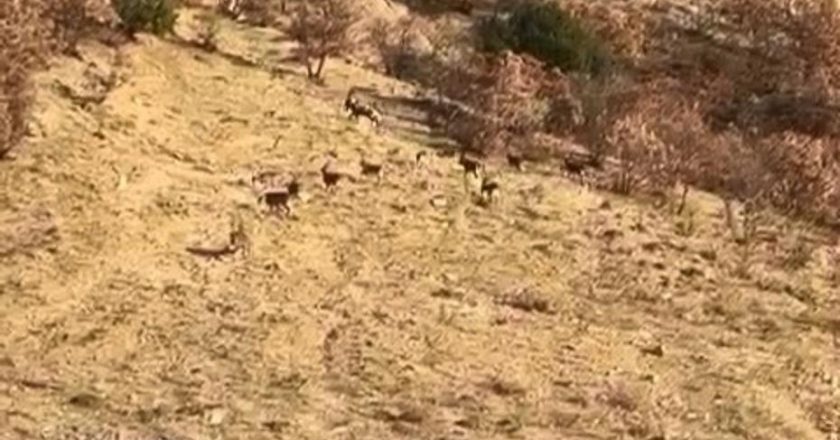 Elazığ’da nesli tehlikede olan tür görüntülendi